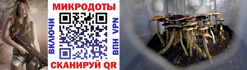 Галлюциногенные грибы Psilocybe  где купить   Михайлов 